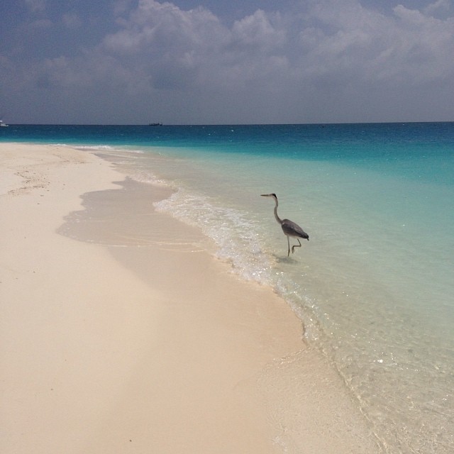 velassaru-maldives-resort-water-villa-room-405-guest-photo-4