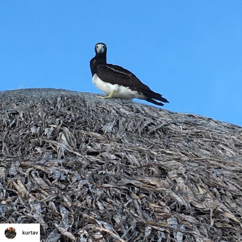 le-meridien-bora-bora-french-polynesia-overwater-bungalow-room-244-guest-photo-2